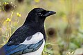 * Nomination Portrait of an Eurasian magpie (Pica pica). --Alexis Lours 19:35, 22 October 2023 (UTC) * Promotion  Support Good quality. --Pdanese 01:15, 25 October 2023 (UTC)