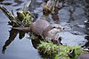 European otter 02.jpg