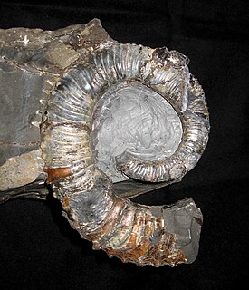 <i>Exiteloceras</i> Genus of molluscs (fossil)