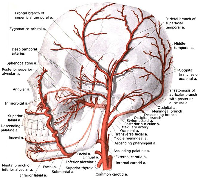 File:External carotid artery with branches.jpg