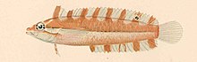 FMIB 38174 Auchenopterus fajardo Evermann & Marsh Type.jpeg