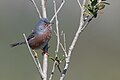 * Nomination Dartford Warbler (Curruca undata) TunisiaI, the copyright holder of this work, hereby publish it under the following license:This image was uploaded as part of Wiki Loves Earth 2024. --El Golli Mohamed 13:37, 24 May 2024 (UTC) * Promotion  Support Good quality. --Uoaei1 14:32, 24 May 2024 (UTC)