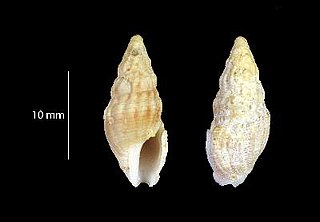 <i>Fenimorea chaaci</i> Species of gastropod