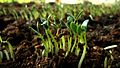 Fenugreek sprouts