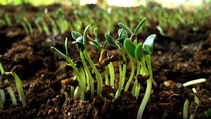 Fenugreek sprouts Fenugreek Sprouts.jpg