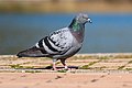 * Nomination Feral pigeon in Parc Georges-Valbon, France. --Alexis Lours 00:04, 22 March 2022 (UTC) * Promotion  Support Good quality. --Rjcastillo 00:09, 22 March 2022 (UTC)