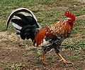 Category:Roosters