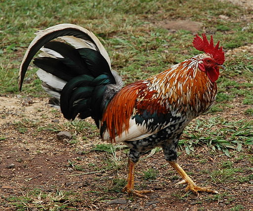 Feral rooster on Kauai