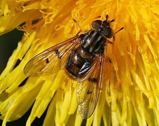 <i>Ferdinandea cuprea</i> Species of fly