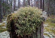 Islandslav på stubbe.