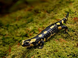 Salamander salamandra, een amfibie (vuursalamander)