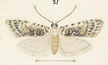 Illustration by George Hudson. Fig 21 MA I437621 TePapa Plate-XXII-The-butterflies full (cropped).jpg