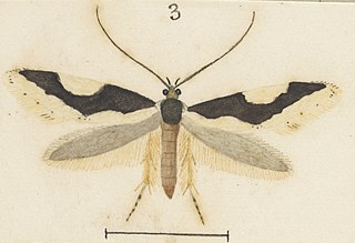 <i>Thallostoma</i> Genus of moths