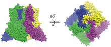 Figure 2. A cryo-electron microscopy structure of human TRPV6 tetramer. Four subunits of TRPV6 arrange to form a four-fold symmetric channel. Shown are cryo-electron microscopy structures of human TRPV6 in open state (PBD: 6BO8). Each subunit is shown in a unique color. Figure 2 structure.png