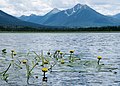 * Nomination Fish viewing the mountains from Bowron Lake southern end (Bowron Lake Provincial Park, BC) --Trougnouf 20:08, 30 June 2019 (UTC) * Promotion  Support Funny --Podzemnik 01:36, 1 July 2019 (UTC)