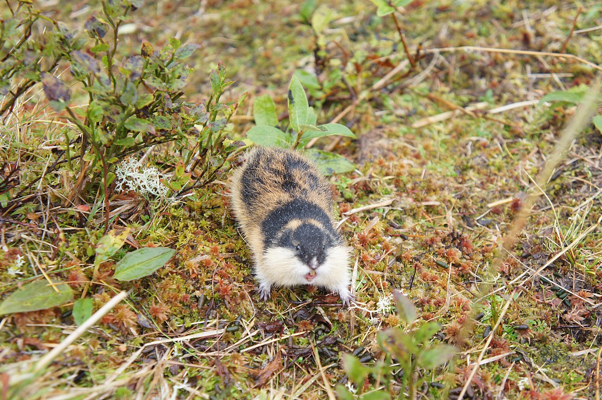 Lemming, Lemmings Wiki