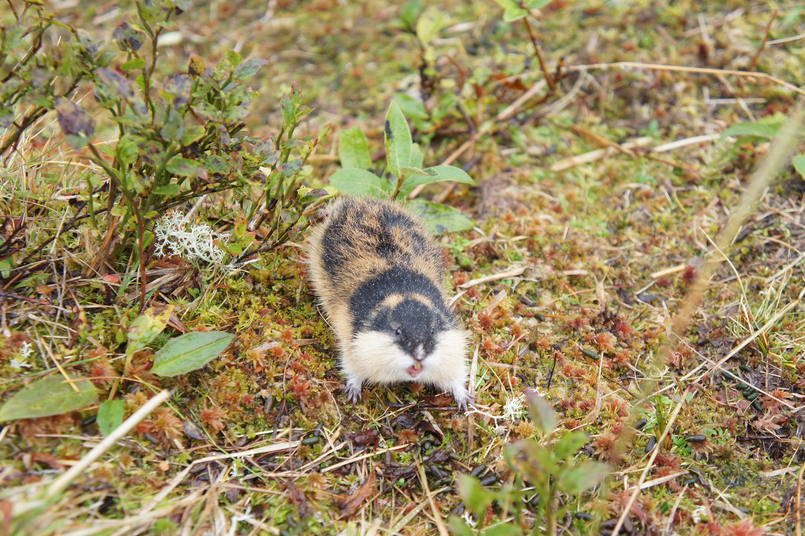 Lemming - Wikipedia