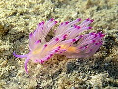 Flabellina rubrolineata.