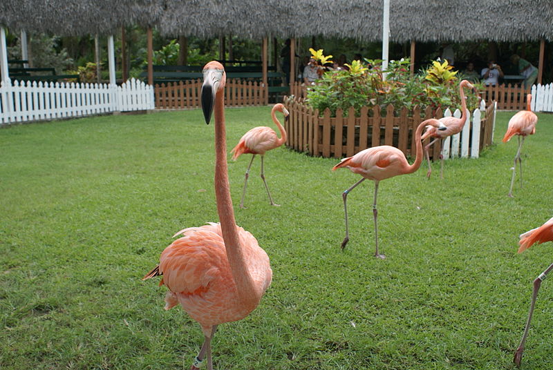 File:Flamingos -Ardastra Gardens-8k.jpg