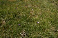 Flora Circo de Gredos 06.JPG