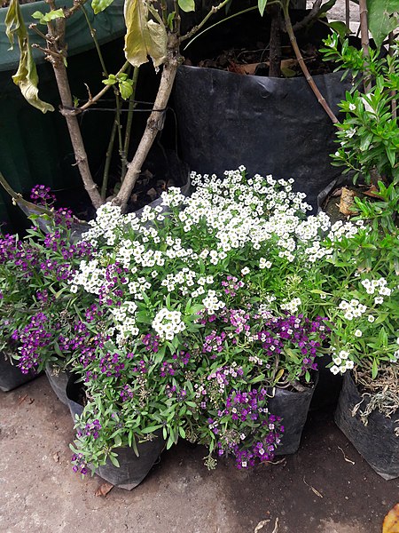 File:Flores pequeñas blancas y moradas.jpg