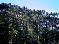 Plantação de araucárias na Floresta Nacional de Caçador