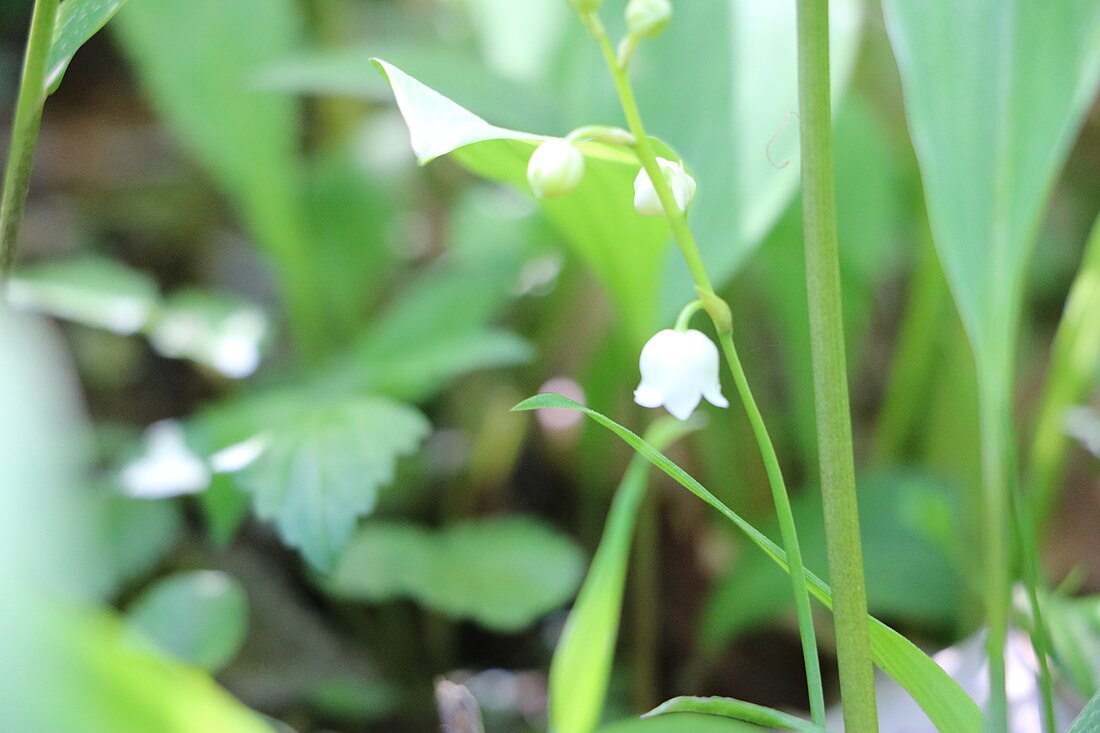 File:Florets of Mukoji Lily of the valley community. A.jpg