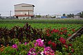 Flower Fields 花田 - panoramio.jpg