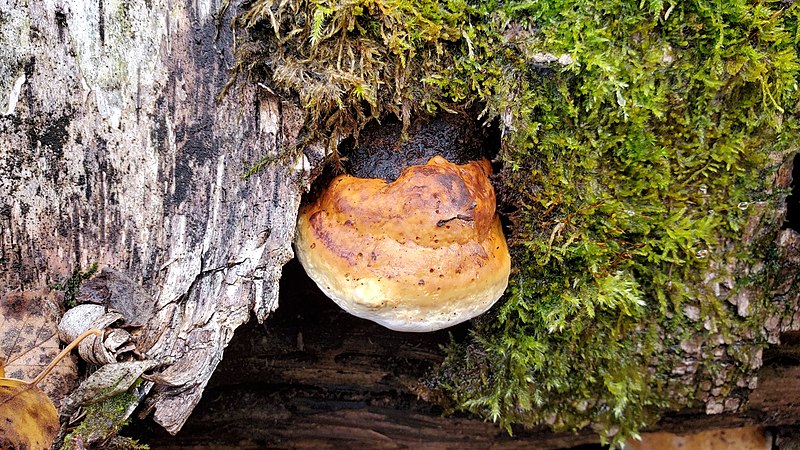 File:Fomes fomentarius 103778154.jpg