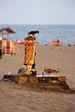 Fontanella presso la spiaggia di Castelporziano