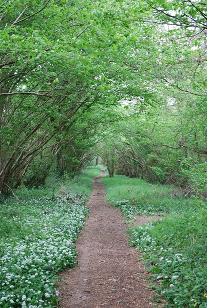 File:Footpath in The Plantation - geograph.org.uk - 425013.jpg