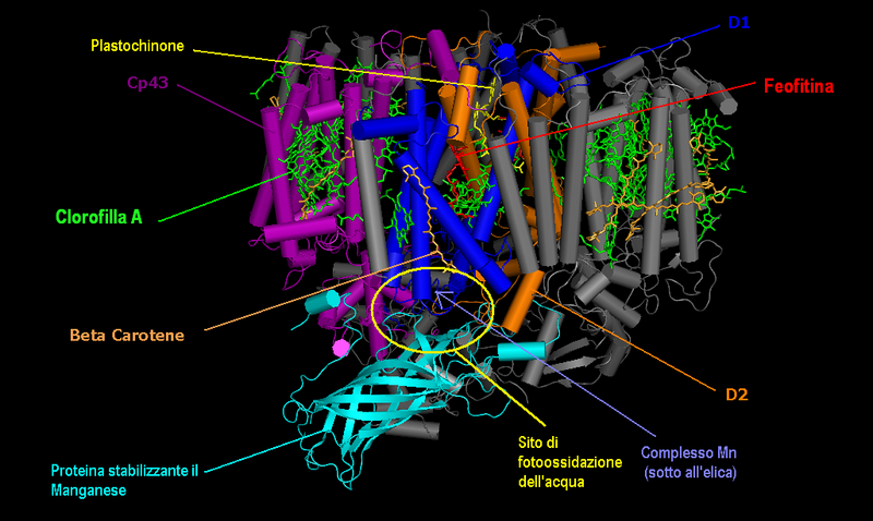 File:Fotosistema secondo PSII.png