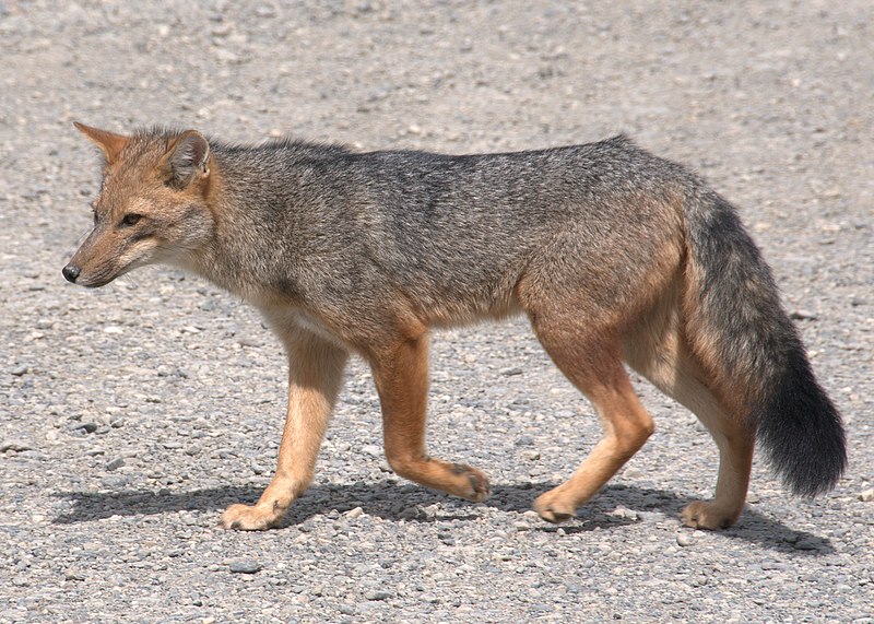 File:Fox -Puerto Natales, Patagonia, Chile-8.jpg