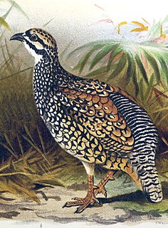 Chinese francolin Species of bird