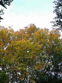 Fraxinus ornus aspect automnal.jpg