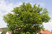 Deutsch: Friedenseiche in Seibelsdorf Marktrodach; Naturdenkmal 476/009 English: Protected Oak in Seibelsdorf, Marktrodach