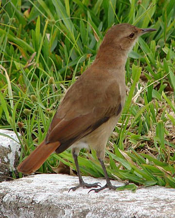 Furnarius rufus