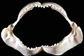 Galeocerdo cuvier jaws.jpg