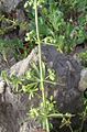 Driehoornig walstro (Galium tricornutum) (tot 1975)