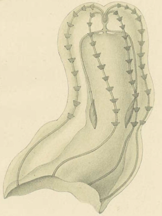 <i>Ganesha</i> (ctenophore) Genus of comb jellies