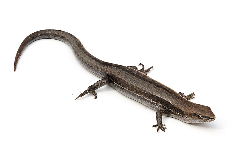 are skinks poisonous to dogs if eaten