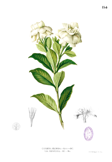 Gardenia Jasminoides Wikiwand