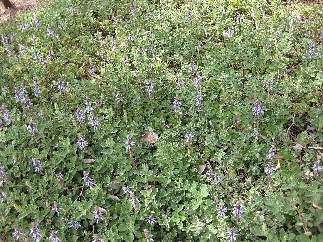 Plectranthus barbatus