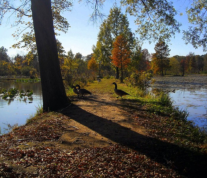 File:Geese at Kenilworth.jpg