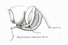 Род Insectorum - Plagiotriptus hippiscus.jpg