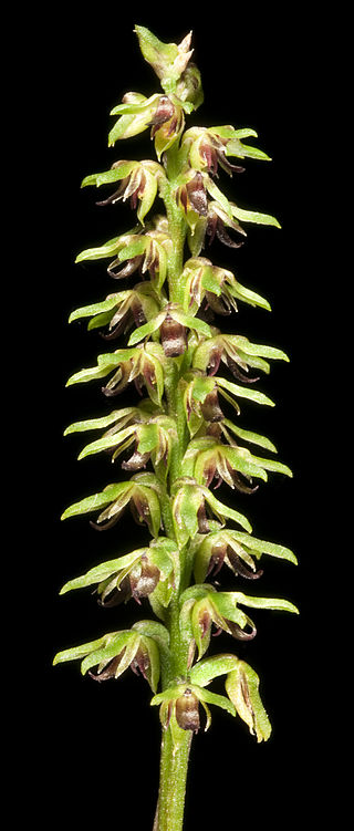 <i>Genoplesium nigricans</i> Species of orchid