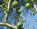 unripe fruits