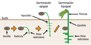 Germinación - Wikipedia, la enciclopedia libre