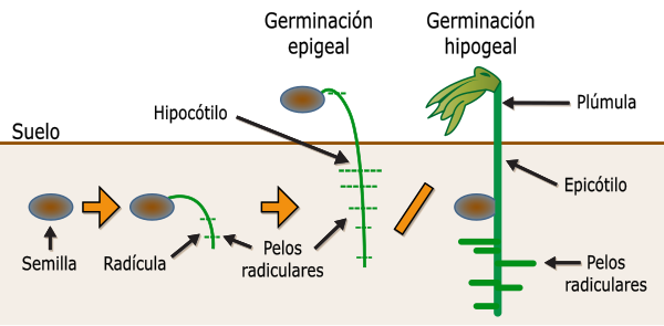 Germinación - Wikiwand