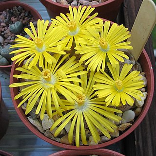 <i>Lithops gesineae</i> Species of succulent